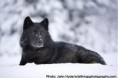 /album/photo-gallery-soorten-wolven/alexander-archipelago-wolf-jpg/